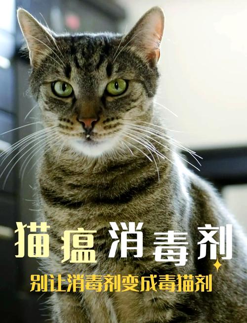 养猫家庭必备 如何选择安全消毒剂？